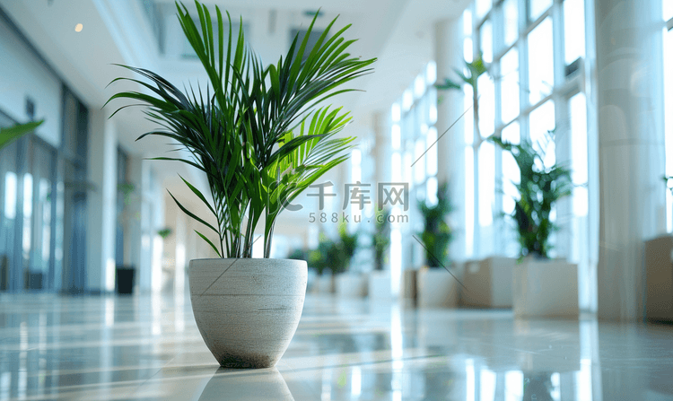 办公厅大陶瓷盆中的热带植物