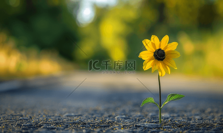 路上的一朵黄花