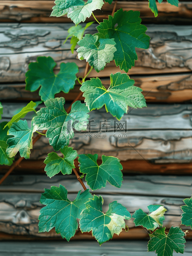 房子的木墙上的野葡萄绿叶