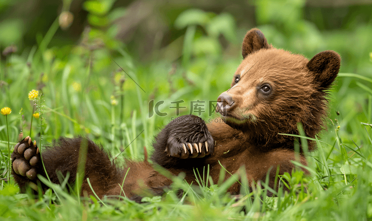 肉桂黑熊幼崽在草地上玩耍