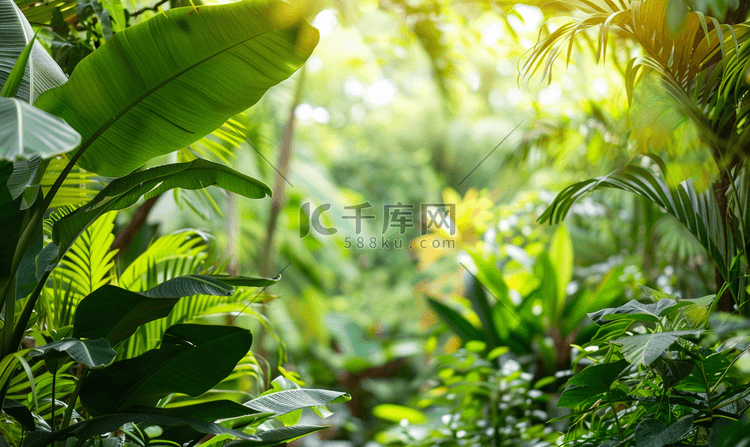 热带花园中茂密的树叶香蕉和丛林
