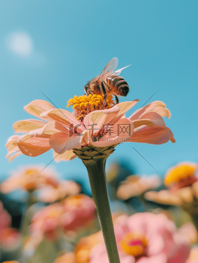 百日草上的蜜蜂