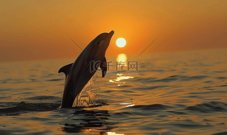 日落时巴统海岸里海沿岸的海豚