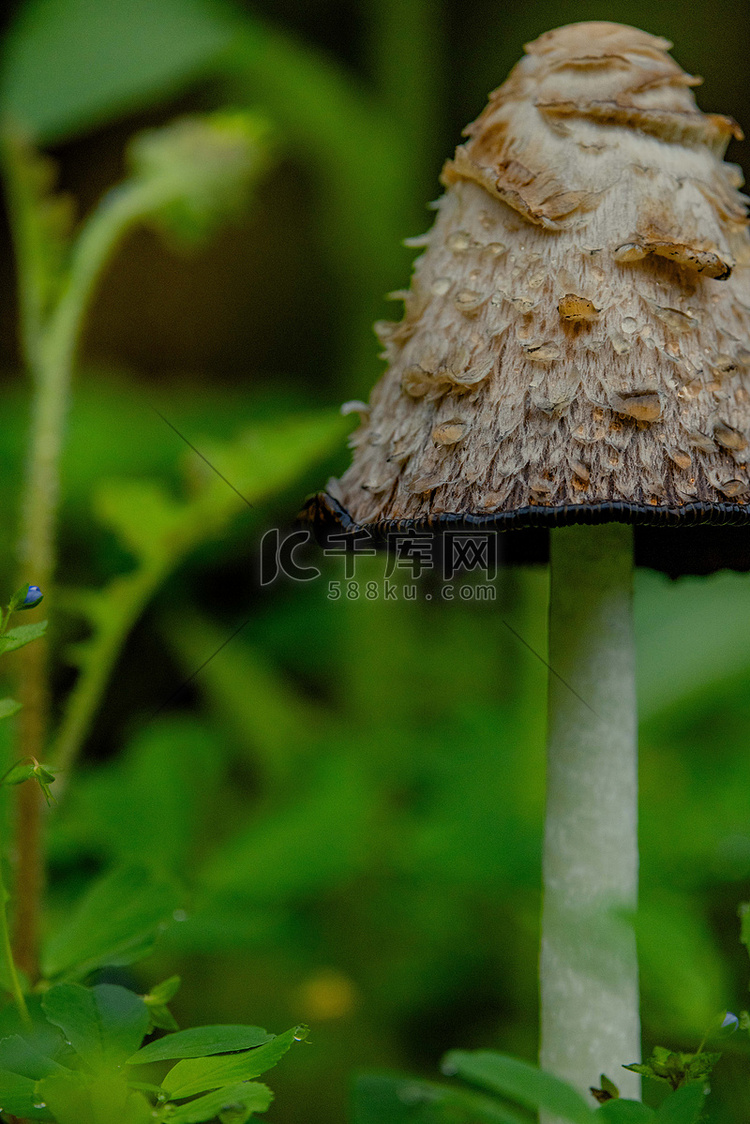 蘑菇在雨后生长