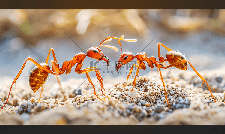 红蚂蚁之战与凶猛的红蚂蚁
