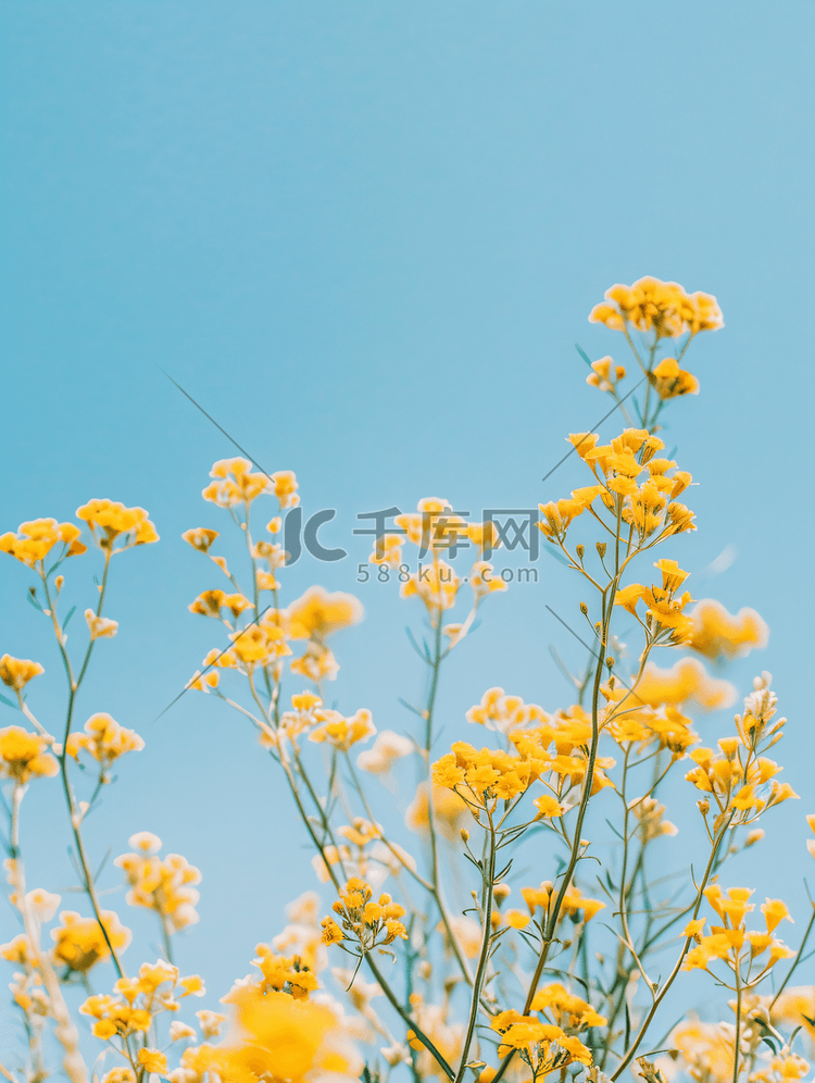 黄色西洋蓍草开花植物的特写