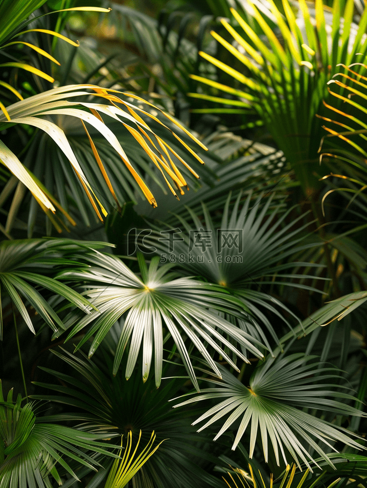植物园热带棕榈绿干叶