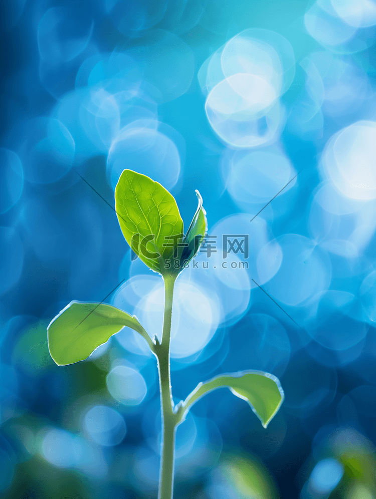 新的生活概念蓝色背景上的小绿芽