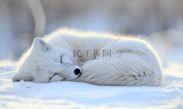 睡在雪地上的人造北极狐