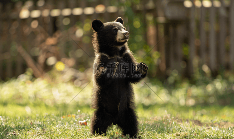 可爱的棕色黑熊幼崽在外面玩耍