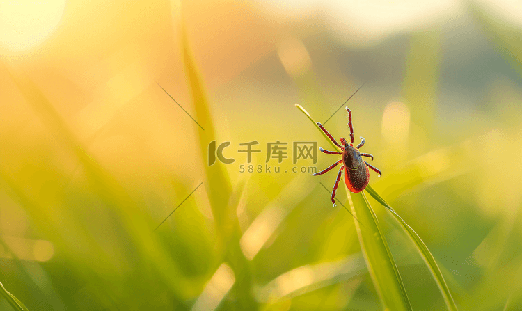 一只蜱虫坐在一片草叶上