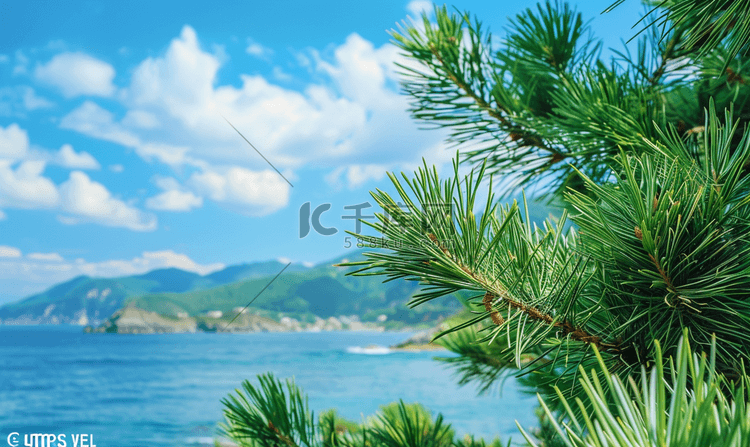特写松树有海边背景