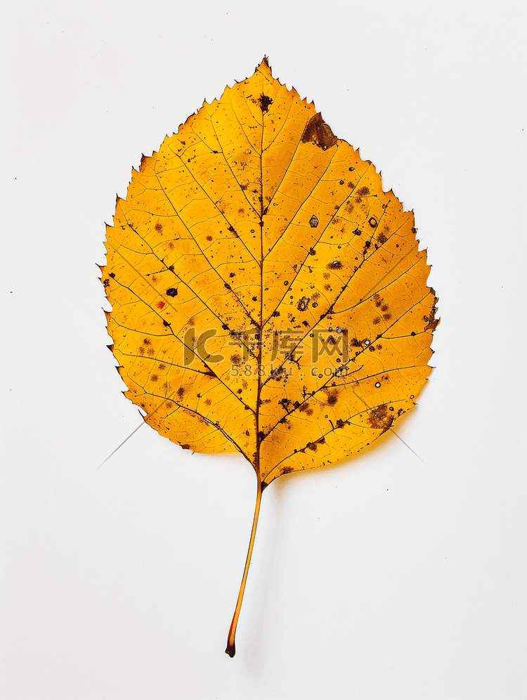 秋天有孔的黄桦叶的背面