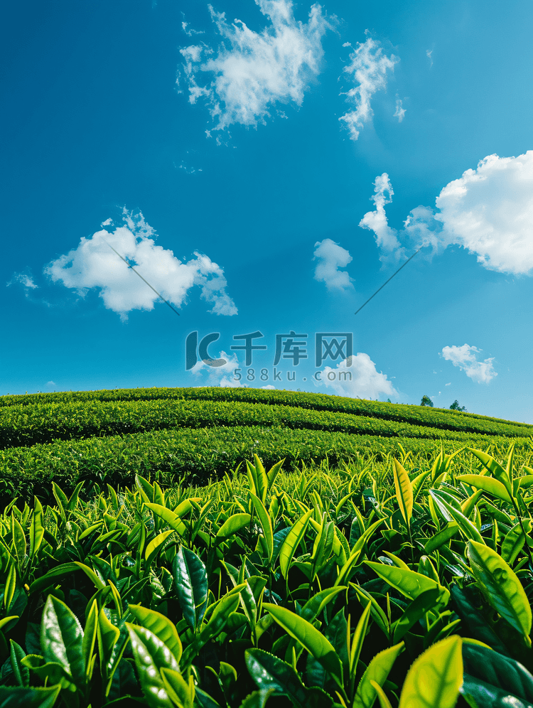 蓝天背景的绿茶农场
