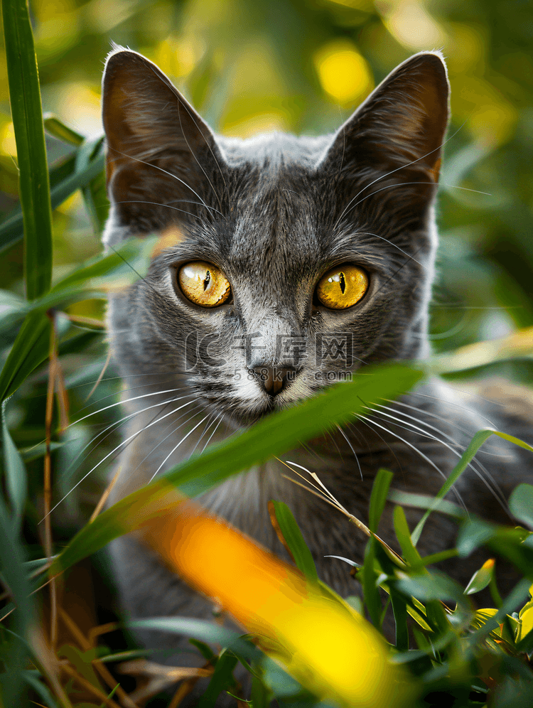 花园里一只眼睛漂亮的可爱灰猫的