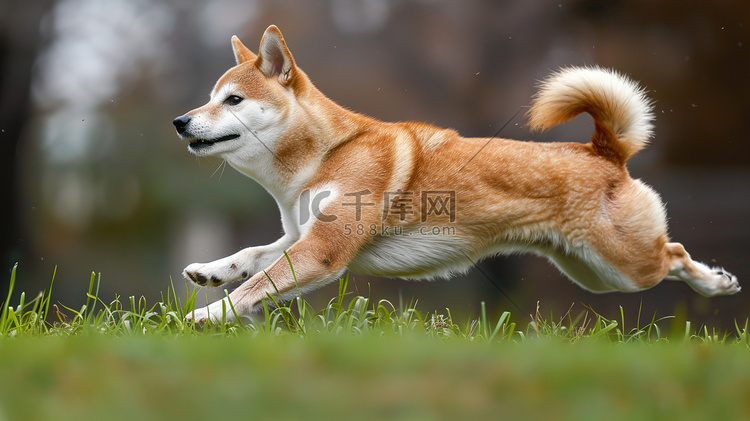 快乐的小狗在公园奔跑高清摄影图