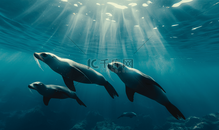 潜水员在水下接近海狮家族玩耍