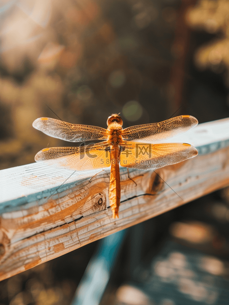 瑞典露台木栏杆上展翅的蜻蜓特写