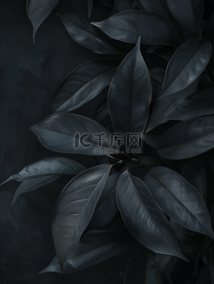 深色背景与植物叶子