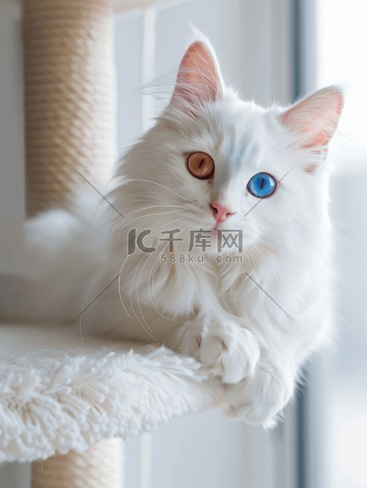 家里有两种颜色眼睛的可爱白猫形