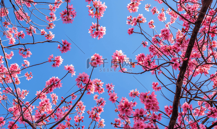 樱花冠蓝天衬托下树上的粉红色花