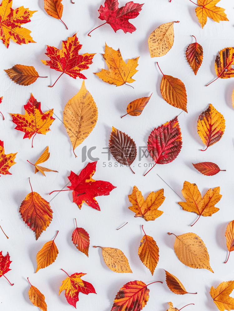 白色背景秋季假期设计中的秋叶图