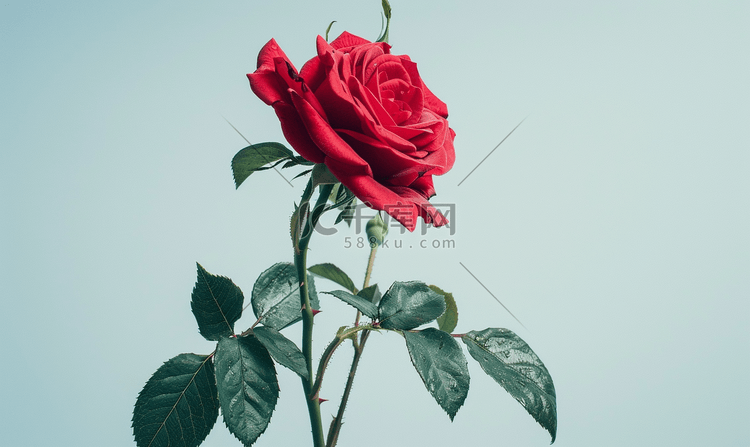 带茎和叶的大红玫瑰