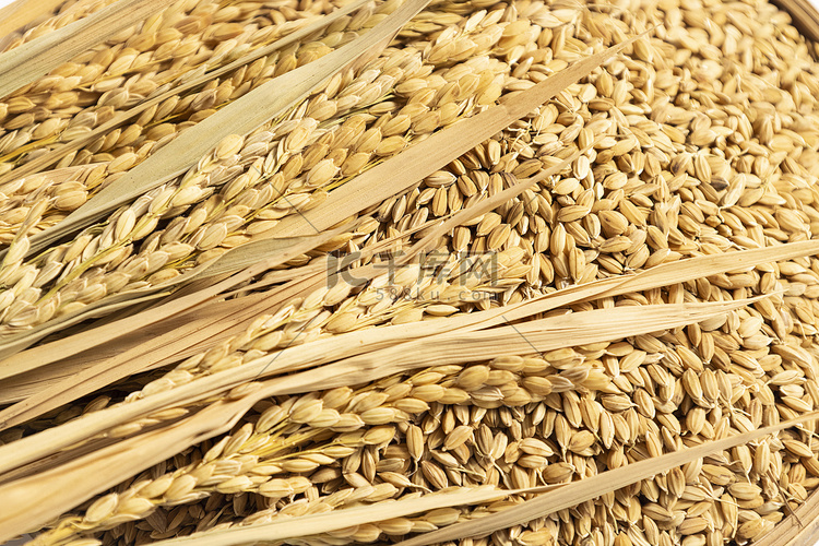 稻穗素材稻谷粮食图片