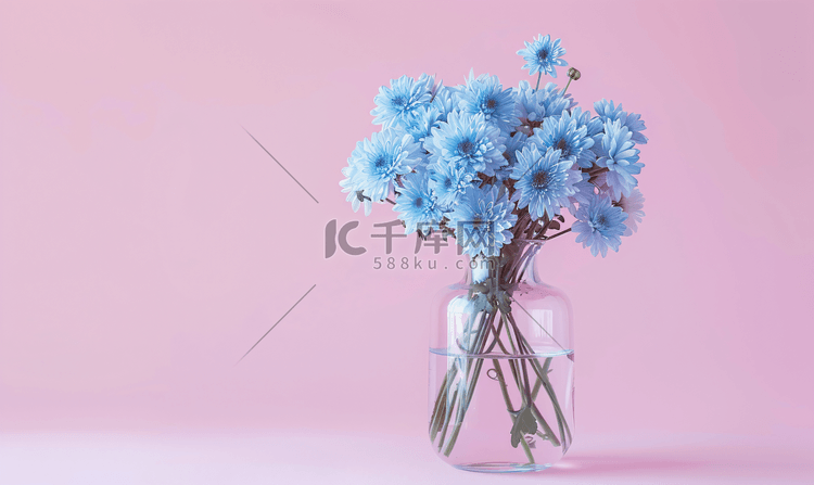 粉红色背景花瓶中的蓝色菊花复制