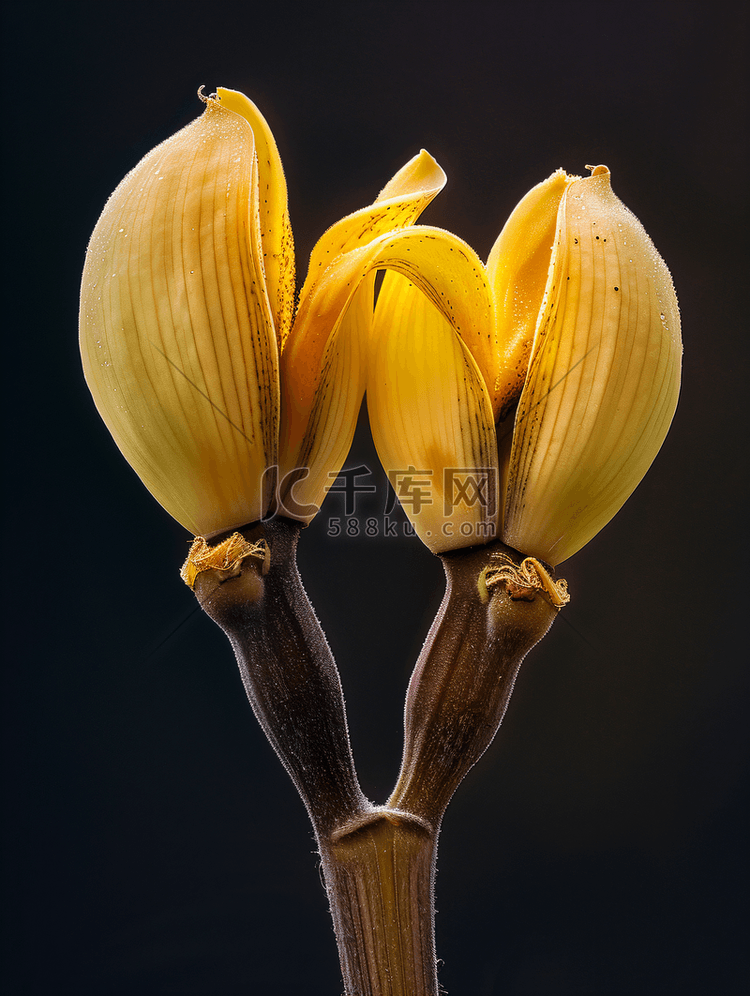 黑暗的年轻香蕉心香蕉树花