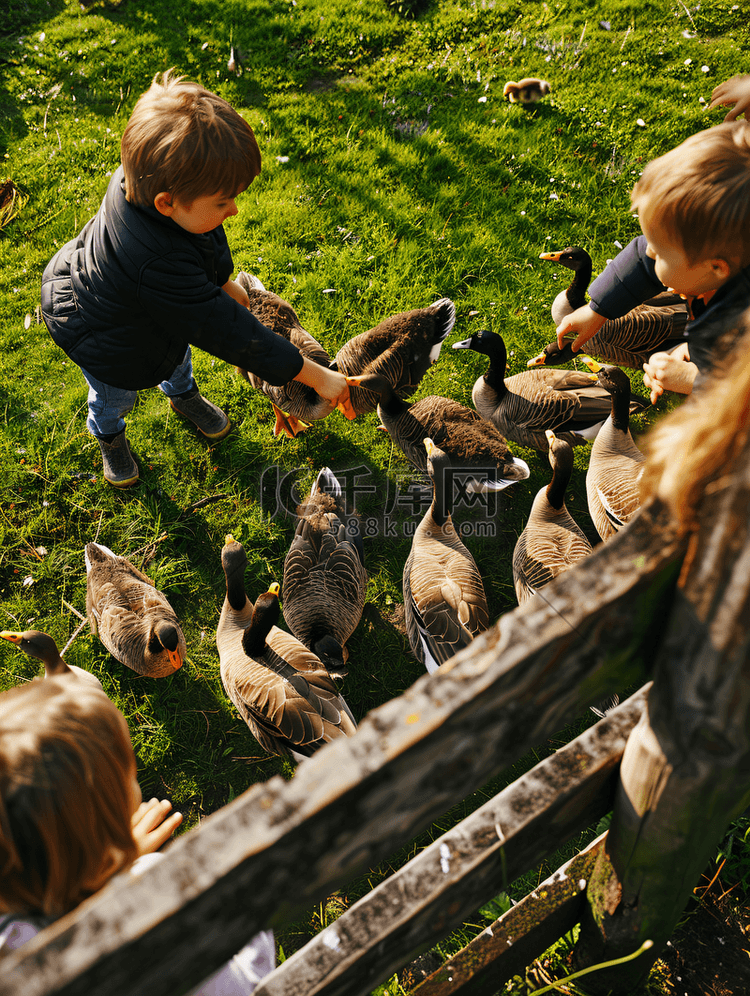 孩子们在篱笆上喂鹅草从上面看