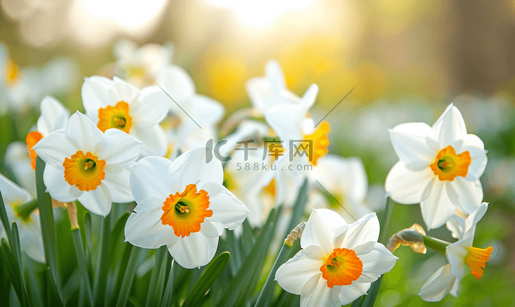 花园中的年轻白水仙花在阳光下特
