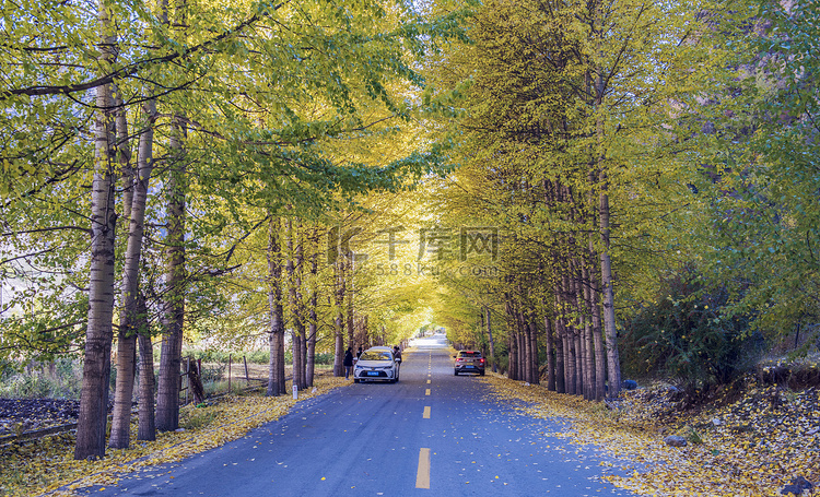 秋日的午后公路两旁的树木上长满