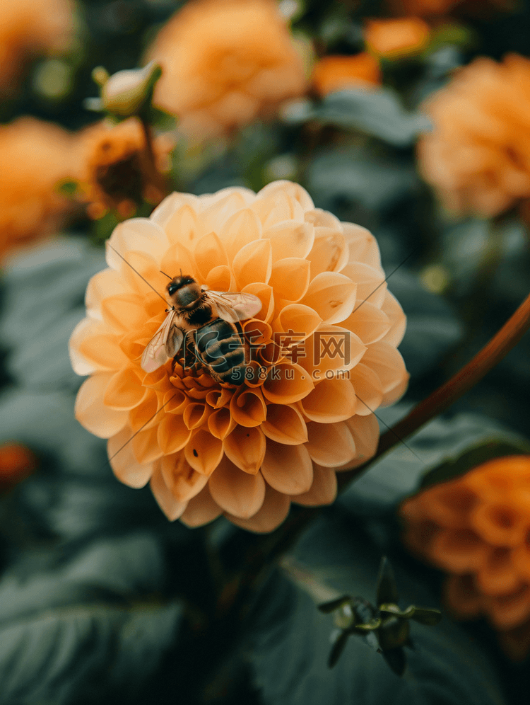 美丽的花园花与蜜蜂选择性焦点高