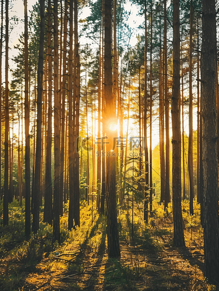 日出时的松树林温暖的阳光