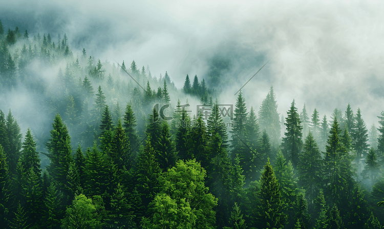 晨雾中雄伟的常绿森林全景