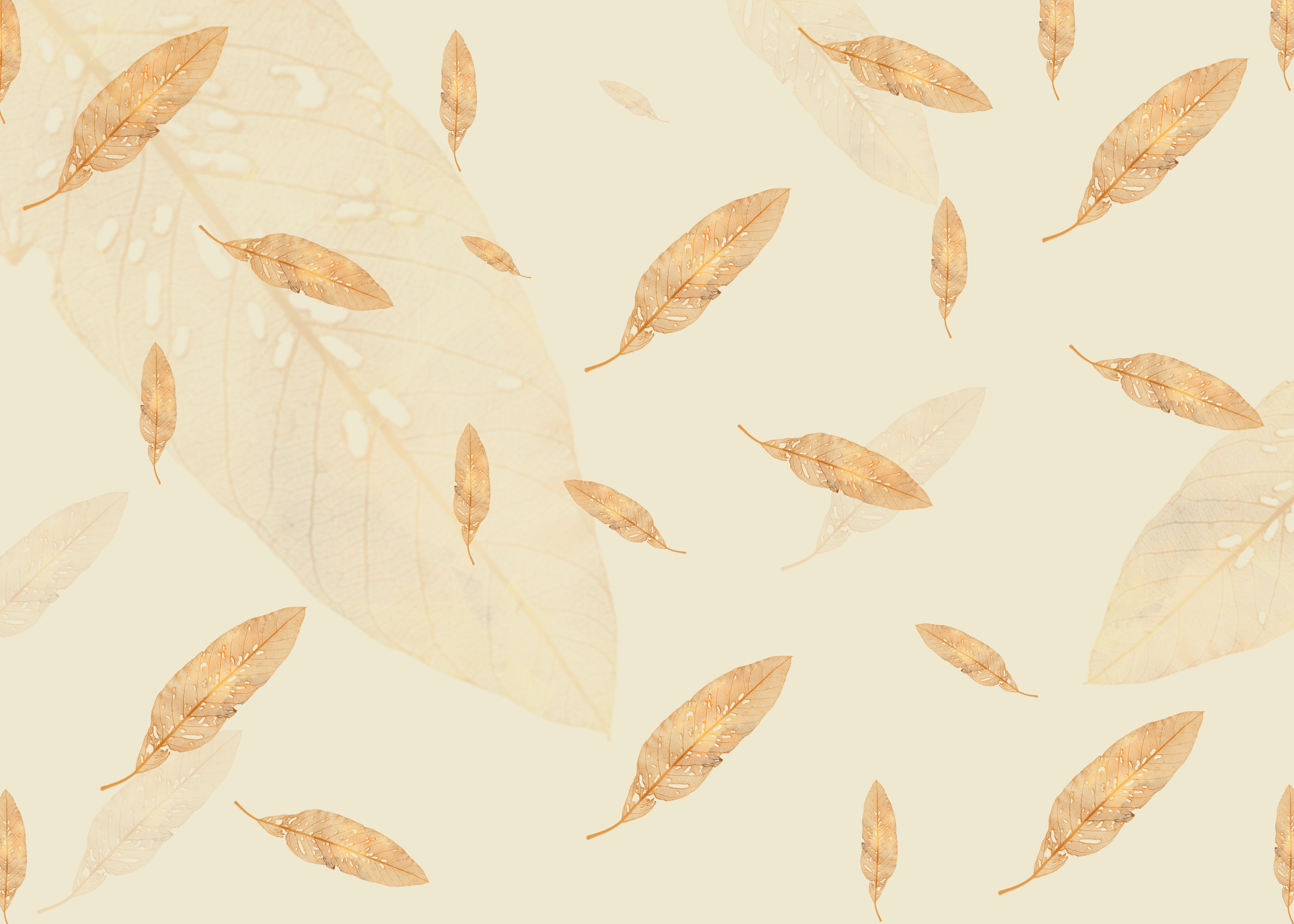 秋天的黄色树叶背景图片