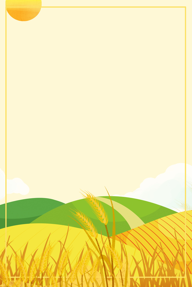 二十四节气芒种麦田背景图片