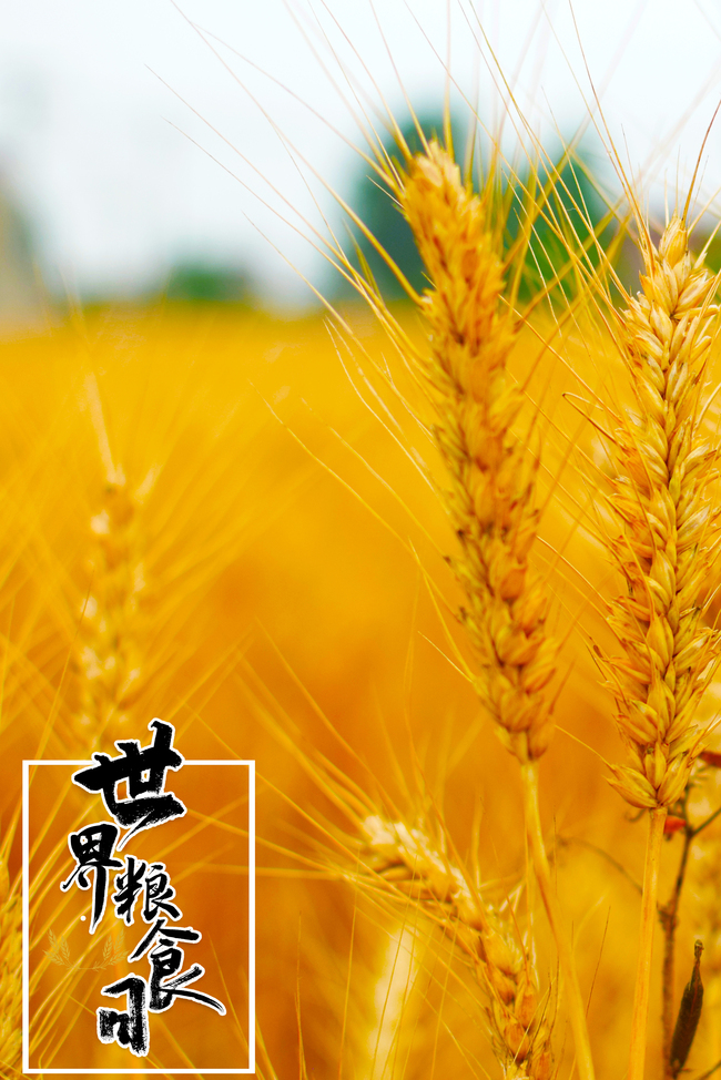 世界粮食日秋收小麦粮食秋色竖图背景图片