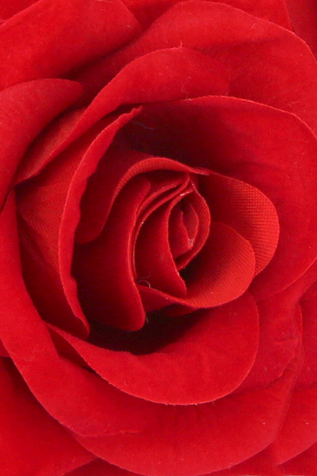 红玫瑰背景情人节玫瑰图片