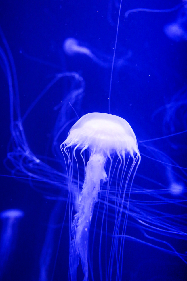 克莱因蓝水母蓝色极简海洋生物图片