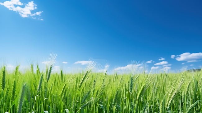绿色的麦田和蔚蓝的天空背景图片图片