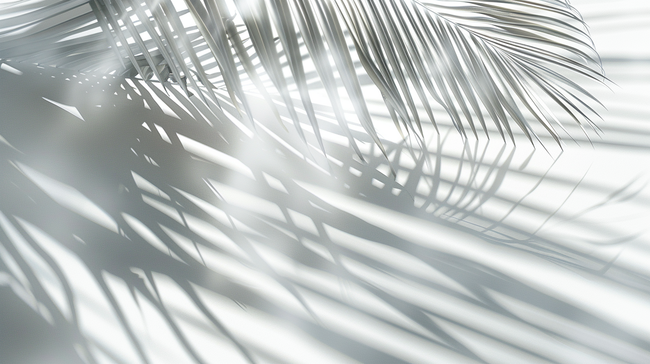白色简约阳光照射树叶墙面影子的背景图片