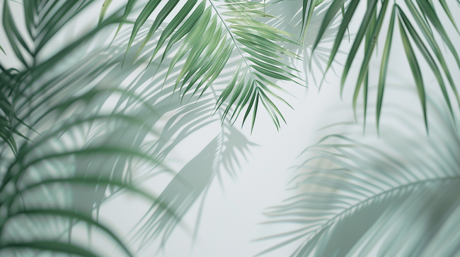 夏季绿色植物棕榈叶装饰光影背景图片