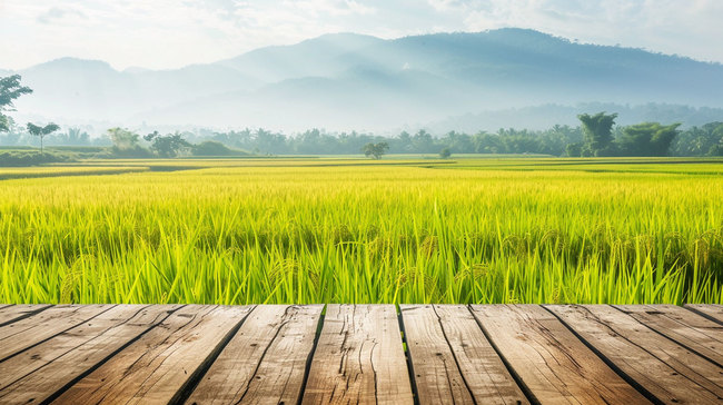 木板田野水稻合成创意素材背景图片