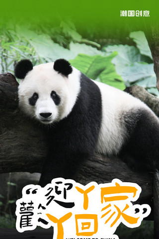 熊猫抓蝴蝶海报模板_欢迎旅美大熊猫回国回家公益宣传海报