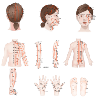 人体的胃海报模板_医疗系列医疗人体医疗穴位插图