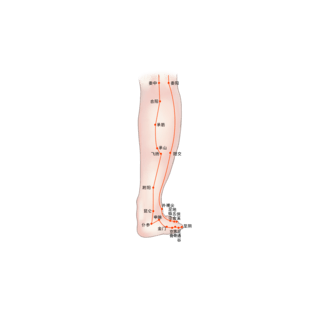 人体解剖海报模板_医疗人体医疗穴位插图腿部穴位图