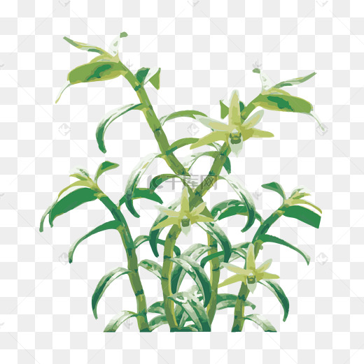 手绘仙草石斛草免抠下载图片