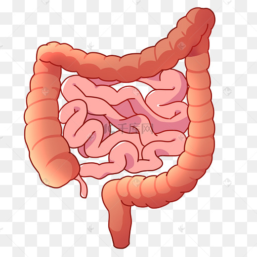 红色人体器官肠子图片